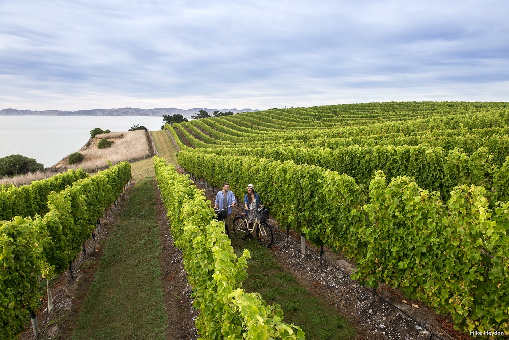 Marlborough is home to New Zealand's very own Wine Country. – Pic courtesy of Tourism New Zealand, February 1, 2016.