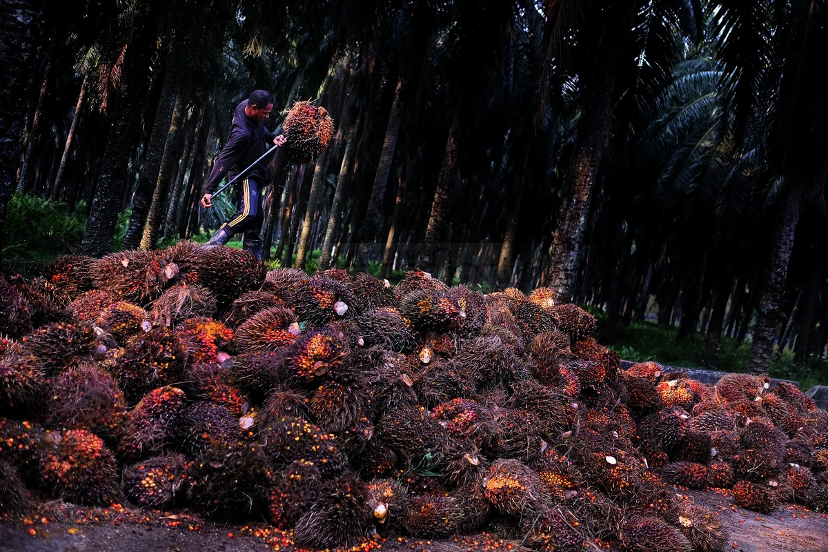 Malaysian palm oil futures have reversed gains due to sluggish export demand and a stronger ringgit. – The Malaysian Insider file pic, March 10, 2016.