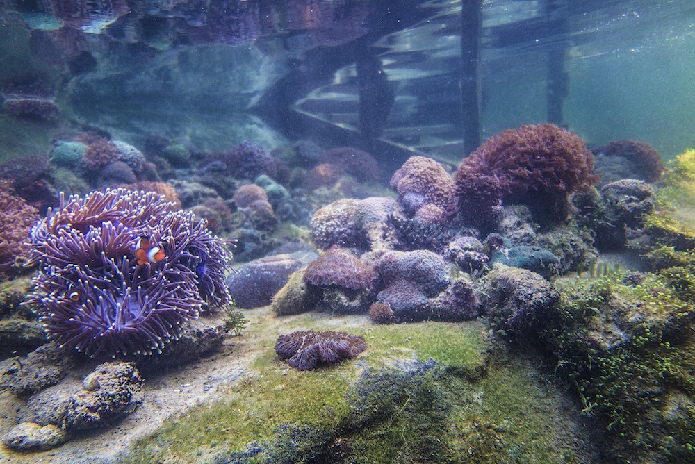 Memulihkan kehidupan karang di Resor Andaman Langkawi
