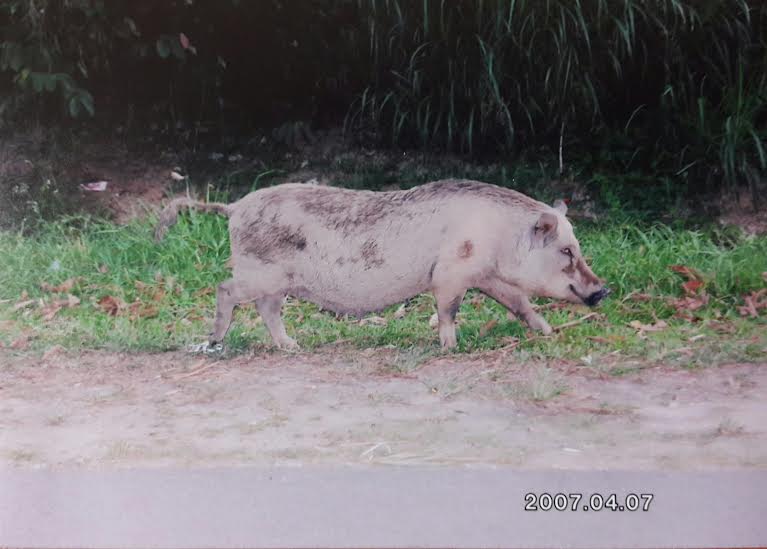 Seekor babi yang dilihat merayau tanpa sebarang gangguan di sebuah kampung di Tumpat. 
