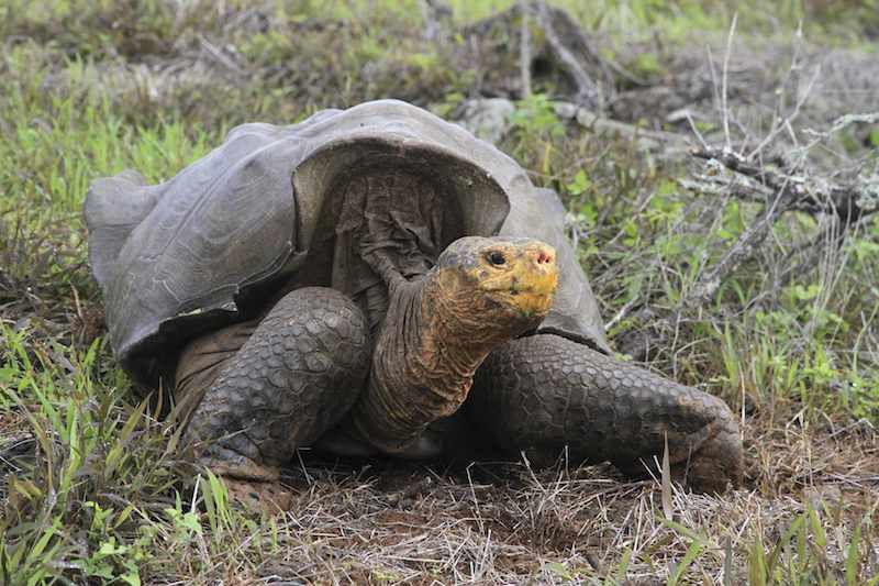 A giant tortoise is shown on the Galapagos island of Espanola in Ecuador in this undated handout picture. – Reuters pic, October 29, 2014.