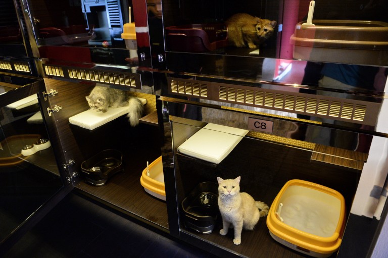 Pet cats sit in their cabin feline suites at the Wagington luxury pet hotel in Singapore on February 24, 2016. – AFP/Relaxnews pic, February 26, 2016.