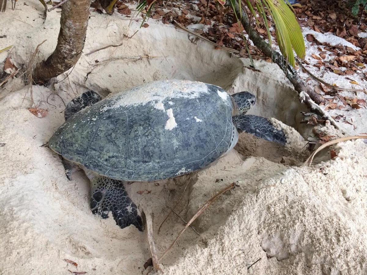  The rare sight of a Green Turtle nesting at dawn on Turtle Bay. – Pic courtesy of Raphe van Zevenbergen, July 24, 2015.