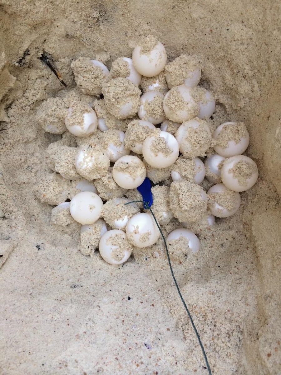 A Green Turtle nest with a temperature data-logger, used by volunteers to determine the sex of the hatchlings. – Pic courtesy of Raphe van Zevenbergen, July 24, 2015.